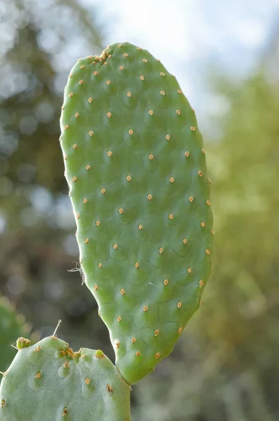 Frischer Grüner Kaktusbaum Naturgarten — Stockfoto