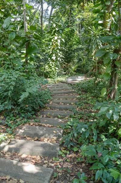 Pasarela Naturaleza Bosque País Tailandia —  Fotos de Stock