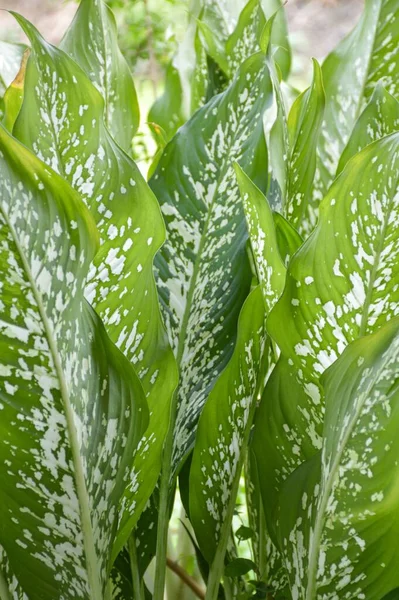 Tanaman Hijau Segar Dieffenbachia Kebun Alam — Stok Foto