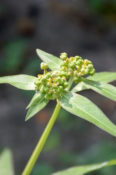 Euphorbia Heterophylla Virág Természetben Kert — Stock Fotó