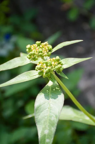 Euphorbia Heterophylla Herbe Fleur Dans Nature Jardin — Photo
