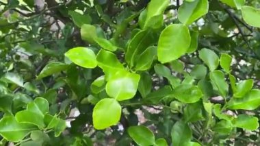 Citrus hystrix yaprakları doğa bahçesinde.
