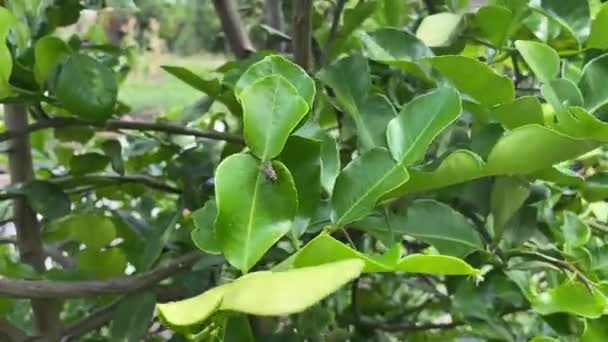 Citrus Hystrix Blätter Naturgarten — Stockvideo