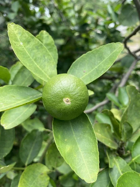 Frutto Della Calce Nel Giardino Naturale — Foto Stock