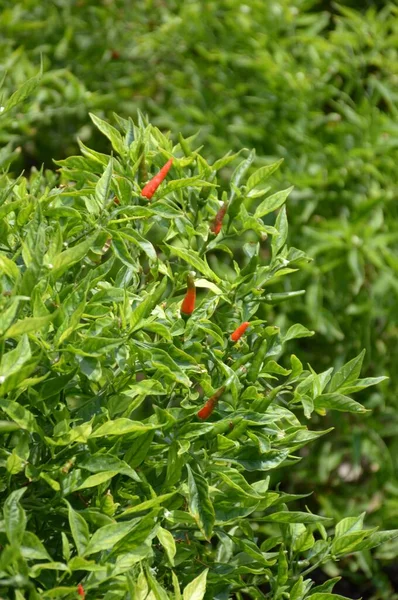Chili Tree Nature Garden — Stock Photo, Image