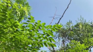 Taze yeşil Moringa oleifera bitkisi doğa bahçesinde