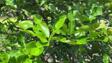 Citrus hystrix yaprakları doğa bahçesinde.