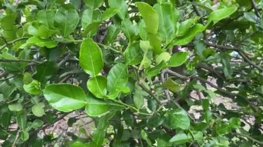 Citrus hystrix yaprakları doğa bahçesinde.