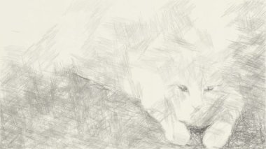 Güzel kedinin siyah beyaz çizimi