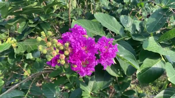 Lagerstroemia Specosa Çiçeği Doğa Bahçesinde — Stok video