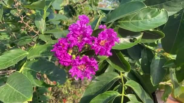 Lagerstroemia Specosa Çiçeği Doğa Bahçesinde — Stok video