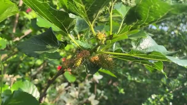 Fresh Mulberry Tree Nature Garden — Stock Video