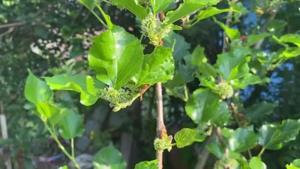 Fresh Mulberry Tree Nature Garden — Stock Video