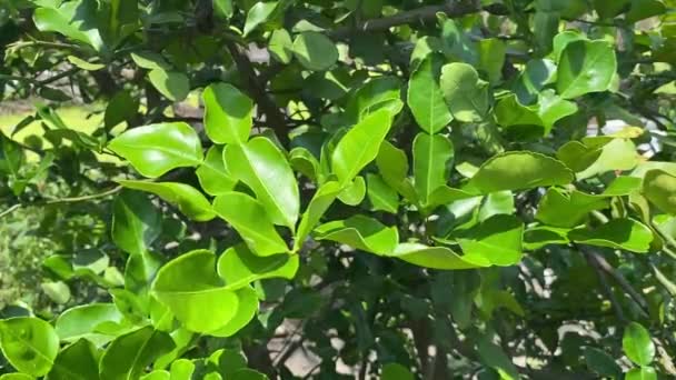 Citrus Hystrix Blad Naturen Trädgård — Stockvideo