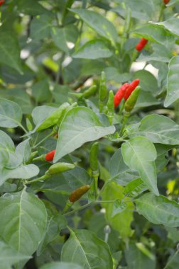 Doğa bahçesinde kırmızı biber ağacı