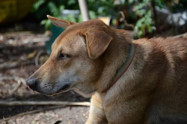 Şirin kahverengi köpek doğa bahçesinde