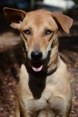 Şirin kahverengi köpek doğa bahçesinde