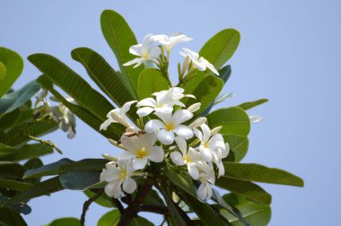 Sarı çiçek doğanın bahçesinde