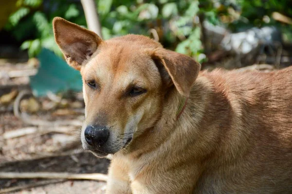 Schattige Bruine Hond Natuur Tuin — Stockfoto