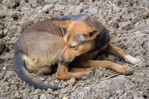 Zbliżenie Słodkie Brązowy Pies Tajlandii — Zdjęcie stockowe