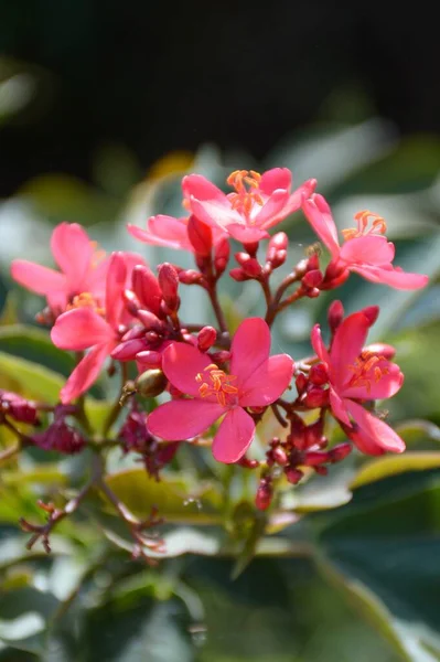 Jatropha Integerrima Λουλούδι Στον Κήπο Της Φύσης — Φωτογραφία Αρχείου