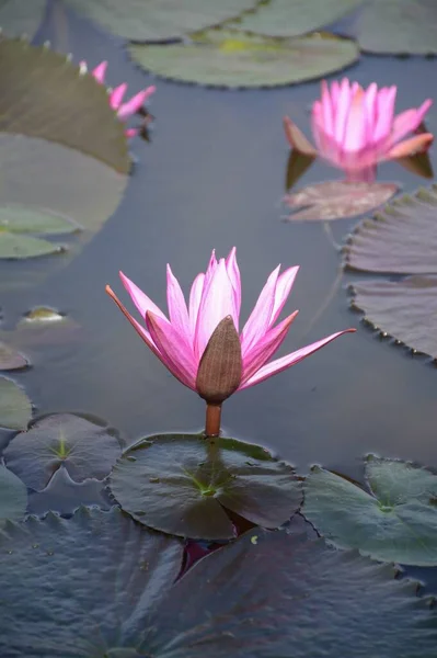 Pink Lotus Flower Nature Garden — Stock Photo, Image