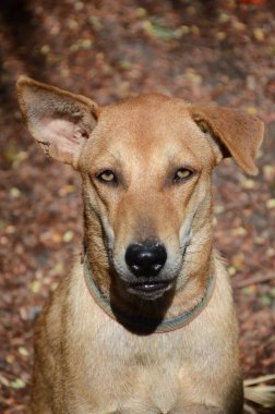 Şirin kahverengi köpek doğa bahçesinde