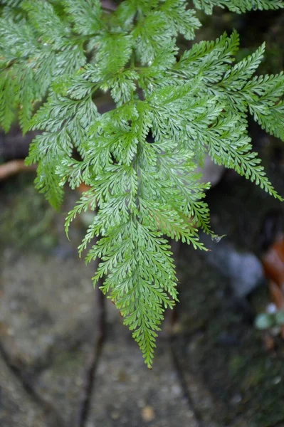 自然の庭にある新鮮な緑のダヴァリア トリコマイデス植物 — ストック写真