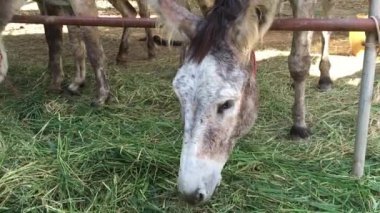 Çiftlikteki eşeği kapatın.