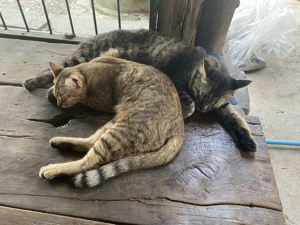 Carino Gatto Tabby Sul Pavimento Legno — Foto Stock