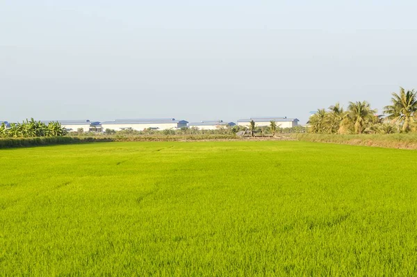 タイの緑の米の木 — ストック写真