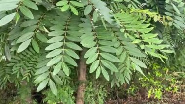 Senna siamea yaprakları doğa bahçesinde