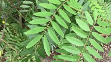 Senna siamea yaprakları doğa bahçesinde
