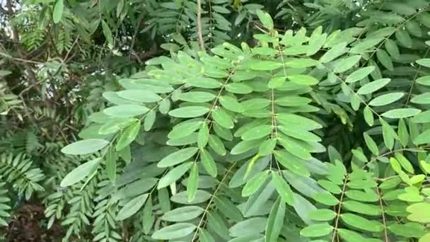 Senna Siamea Yaprakları Doğa Bahçesinde — Stok video
