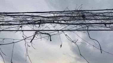 Eski kabloda kuru sarmaşık