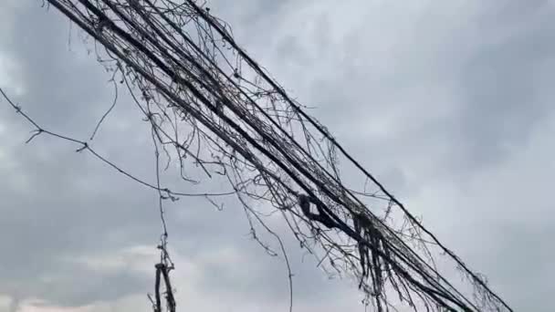 Trockener Efeu Auf Altem Kabel — Stockvideo