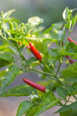 Sebze bahçesinde taze acı biber ağacı