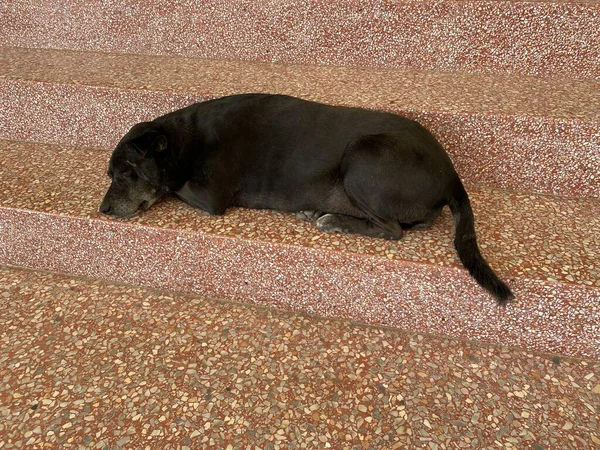 Kirli Siyah Köpek Çimento Zemininde Uyuyor — Stok fotoğraf