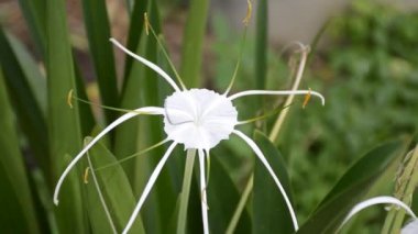 Bahçede beyaz Schnhutchen Hymenocallis latifolia çiçeği