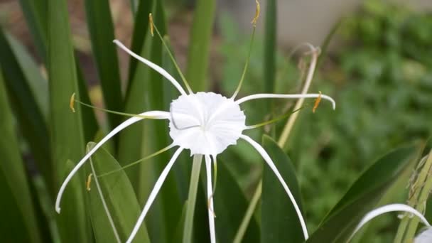 Blanc Schnhutchen Hymenocallis Latifolia Fleur Dans Jardin — Video