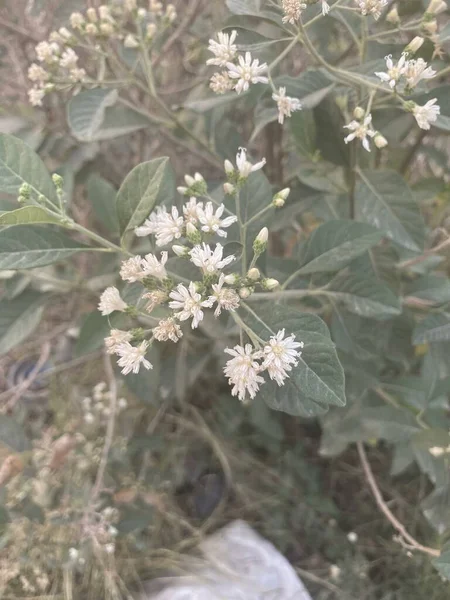 自然花园里的白杨树花 — 图库照片