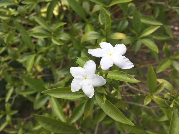 Inda Fehér Virág Kertben — Stock Fotó