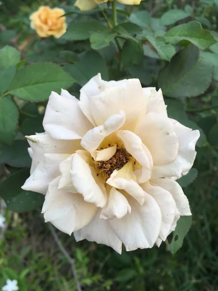 Close Yellow Damask Rose Flower Nature Garden — Stock Photo, Image