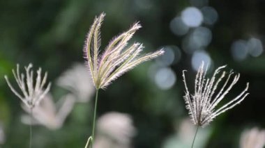 Doğa bahçesinde şişmiş parmak otu çiçeği