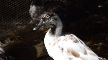 Kır çiftliğinde ördek