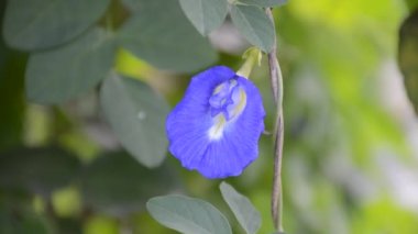 Mavi Klitorya Doğa Bahçesinde Ternatif Çiçek