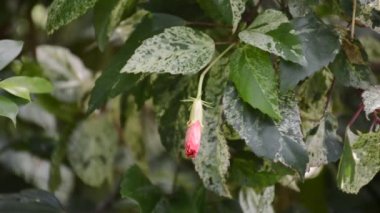 Doğa bahçesinde Bud ayakkabı çiçeği