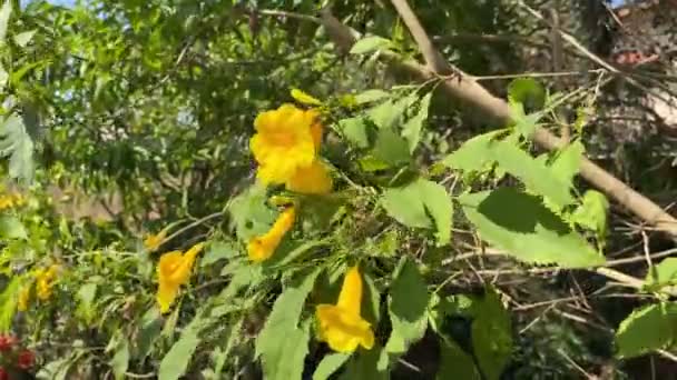 Amarillo Tecoma Stans Flor Jardín Naturaleza — Vídeos de Stock