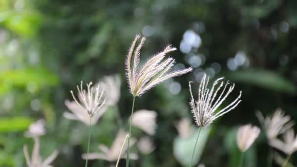 Bunga Rumput Yang Membengkak Kebun Alam — Stok Video