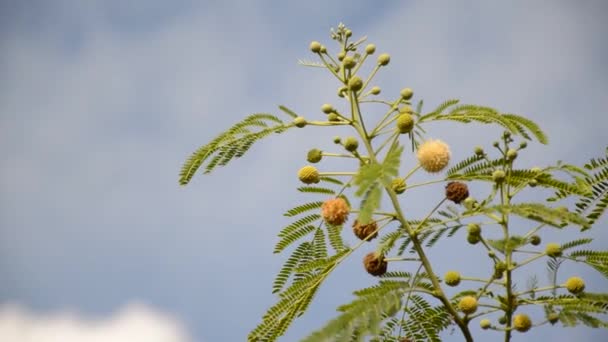 Branco Leucaena Glauca Flor Natureza Jardim — Vídeo de Stock